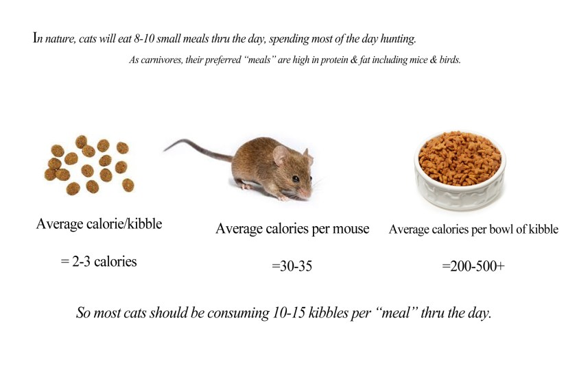 cat weight loss sheet