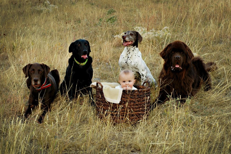 Kiddo and dogs baby