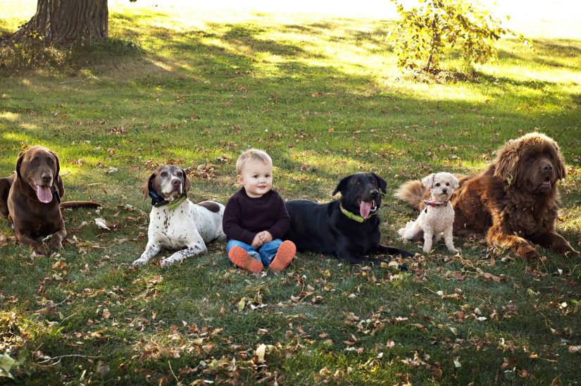 Kiddo and dogs