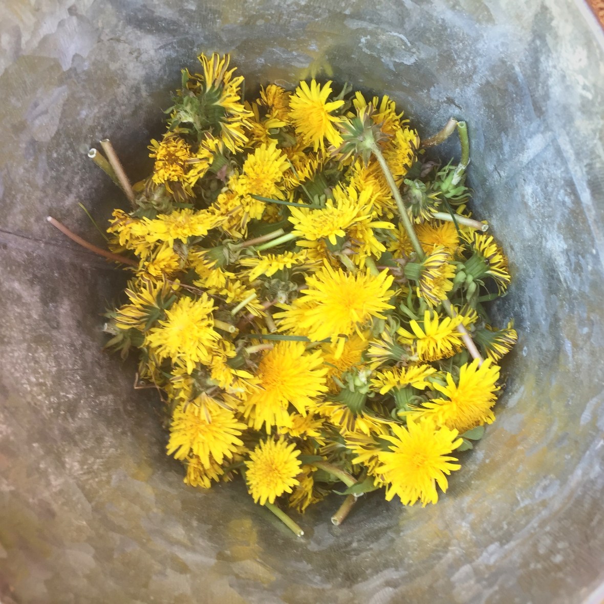 DANDELION BUCKET