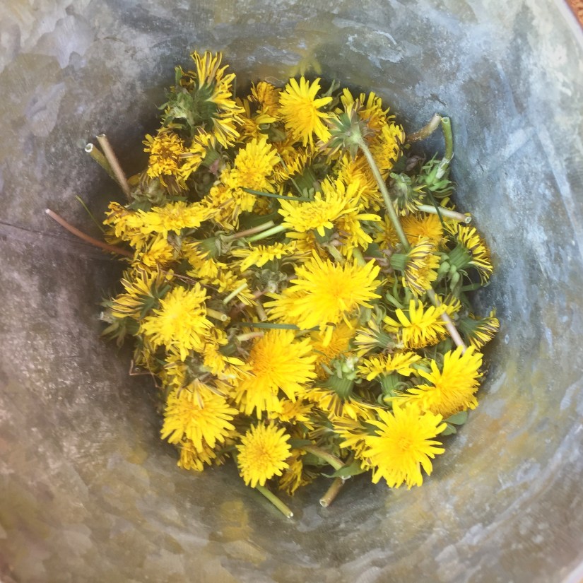 DANDELION BUCKET