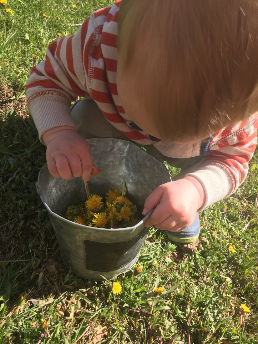 PICKING DANDELIONS
