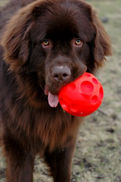 Roscoe Newfounland with ball