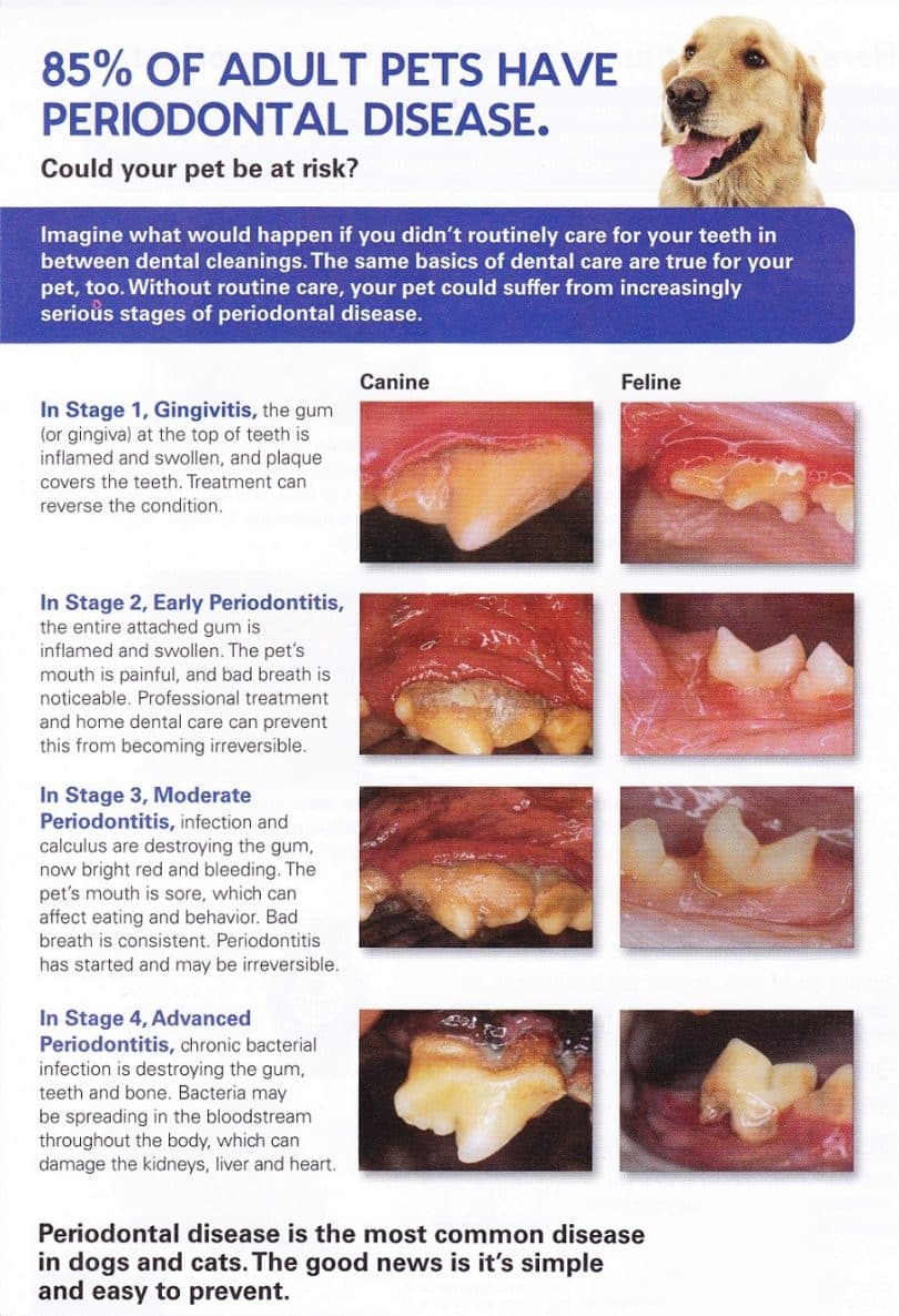 Adult-dogs-infogprahic dental