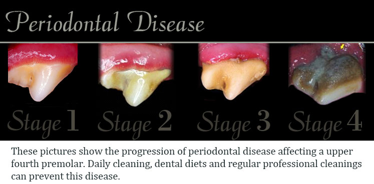 all-pets-dental-periodontaldisease-static