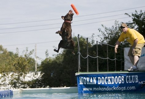Dockdogs