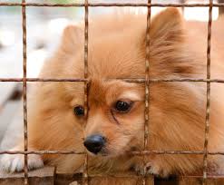 Pom puppy mill