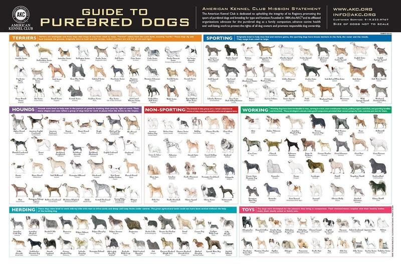 AKC Breed Poster Guide to Purebred dogs.jpg